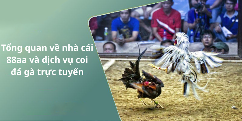 Tổng quan về nhà cái 88aa và dịch vụ coi đá gà trực tuyến