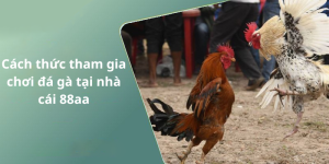 Cách thức tham gia chơi đá gà tại nhà cái 88aa