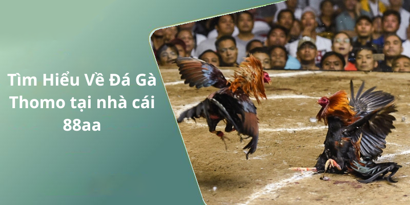 Tìm Hiểu Về Đá Gà Thomo tại nhà cái 88aa