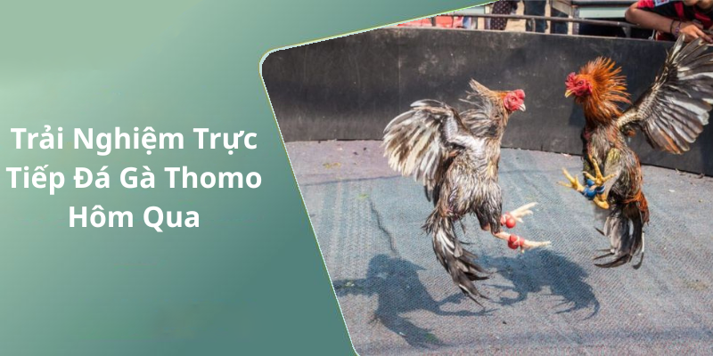 Trải Nghiệm Trực Tiếp Đá Gà Thomo Hôm Qua