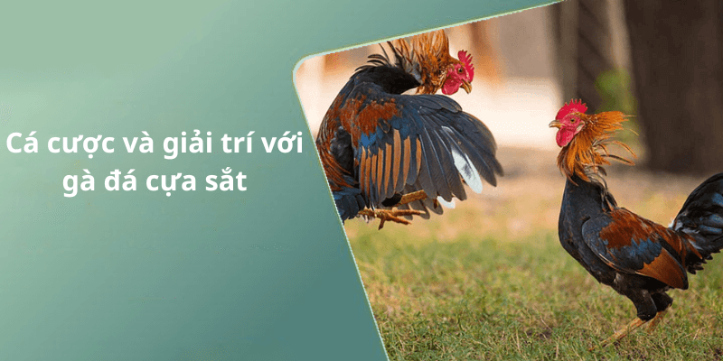 Cá cược và giải trí với gà đá cựa sắt