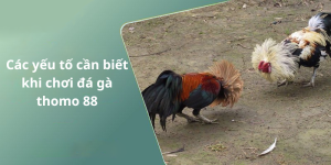 Các yếu tố cần biết khi chơi đá gà thomo 88