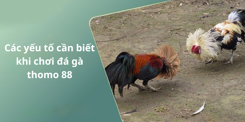 Các yếu tố cần biết khi chơi đá gà thomo 88