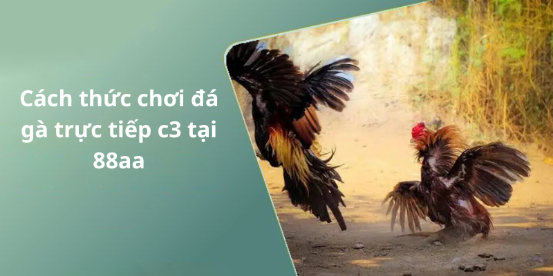 Cách thức chơi đá gà trực tiếp c3 tại 88aa
