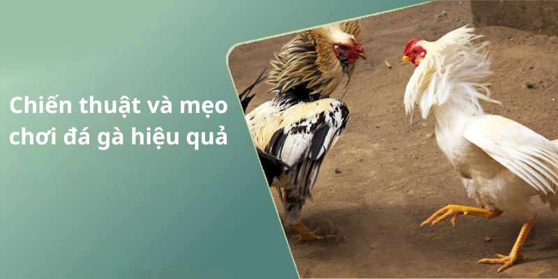 Chiến thuật và mẹo chơi đá gà hiệu quả