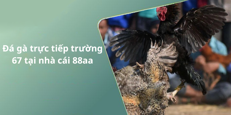 Đá gà trực tiếp trường 67 tại nhà cái 88aa