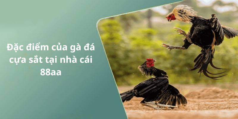 Đặc điểm của gà đá cựa sắt tại nhà cái 88aa