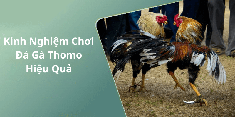 Kinh Nghiệm Chơi Đá Gà Thomo Hiệu Quả
