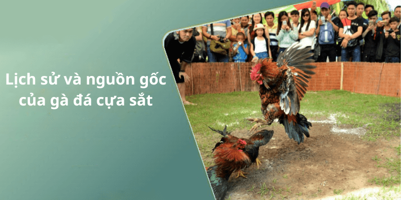 Lịch sử và nguồn gốc của gà đá cựa sắt