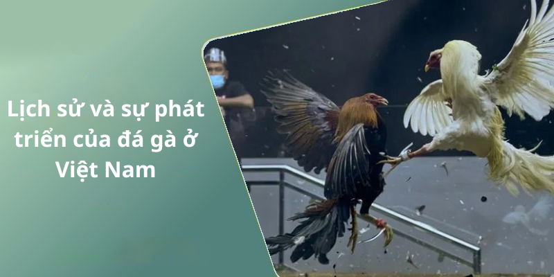 Lịch sử và sự phát triển của đá gà ở Việt Nam
