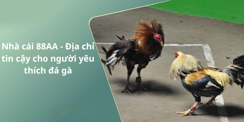 Nhà cái 88AA - Địa chỉ tin cậy cho người yêu thích đá gà