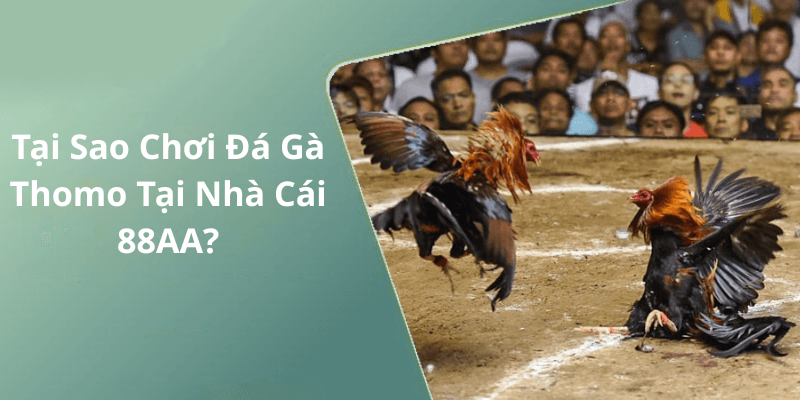 Tại Sao Chơi Đá Gà Thomo Tại Nhà Cái 88AA
