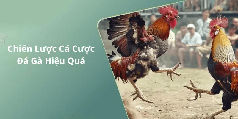Chiến Lược Cá Cược Đá Gà Hiệu Quả