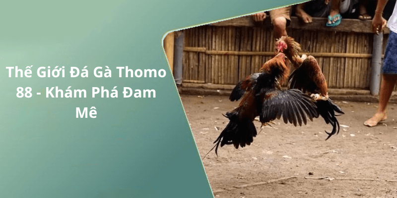 Thế Giới Đá Gà Thomo 88 - Khám Phá Đam Mê
