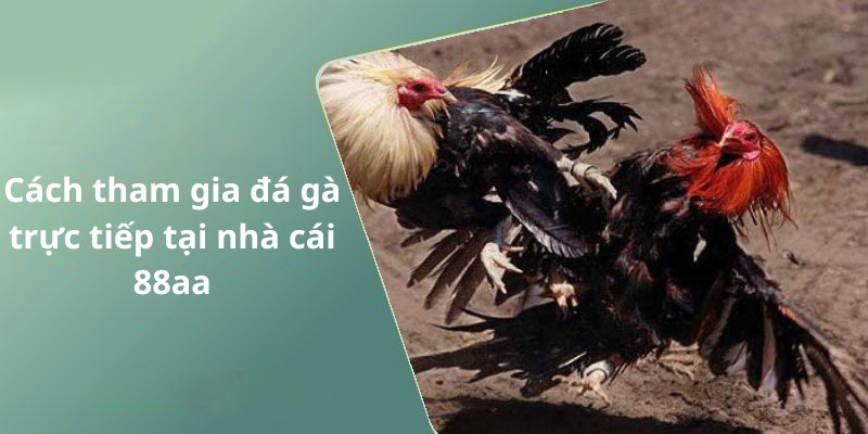 Cách tham gia đá gà trực tiếp tại nhà cái 88aa