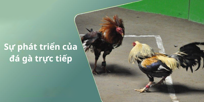 Sự phát triển của đá gà trực tiếp