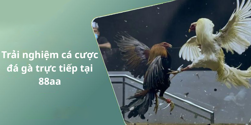 Trải nghiệm cá cược đá gà trực tiếp tại 88aa