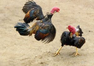 Những lợi ích khi chơi đá gà tại nhà cái 88aa