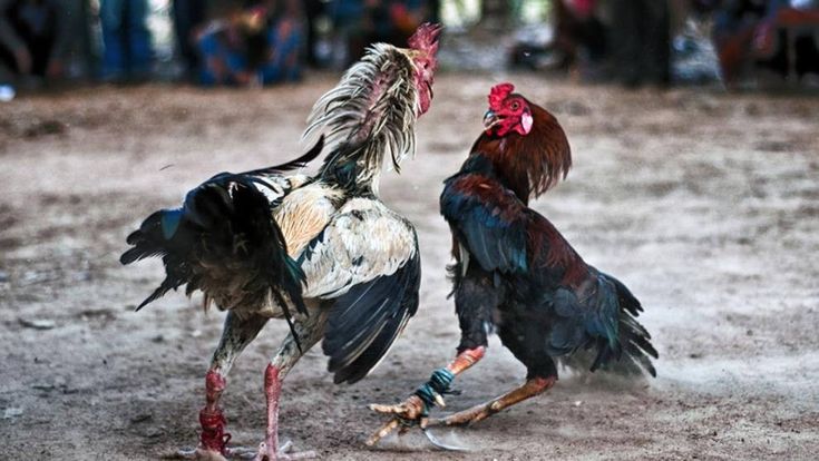 Lịch sử và nguồn gốc của đá gà tại nhà cái 88aa