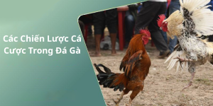 Các Chiến Lược Cá Cược Trong Đá Gà