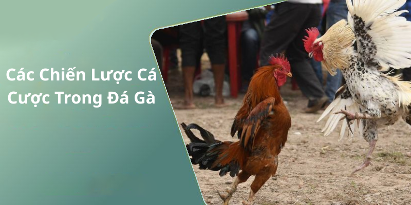 Các Chiến Lược Cá Cược Trong Đá Gà