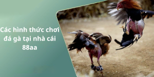 Các hình thức chơi đá gà tại nhà cái 88aa