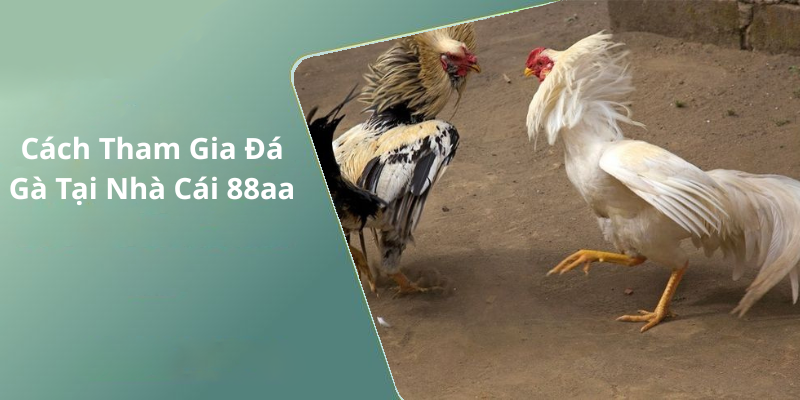 Cách Tham Gia Đá Gà Tại Nhà Cái 88aa