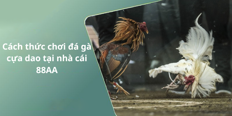 Cách thức chơi đá gà cựa dao tại nhà cái 88AA