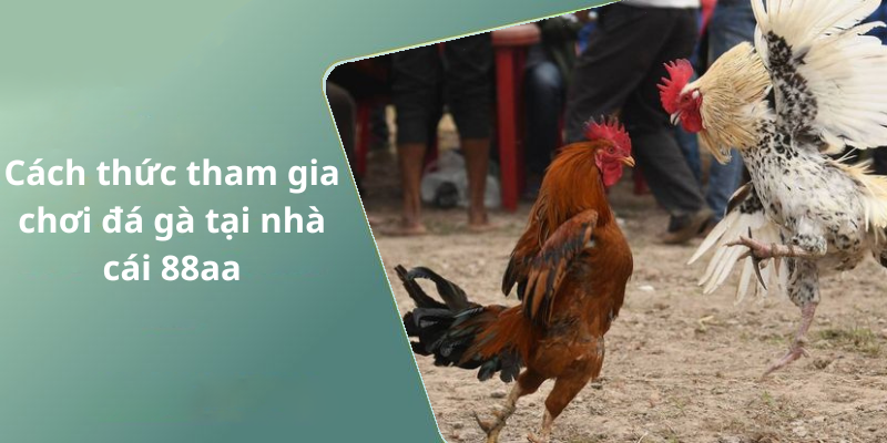 Cách thức tham gia chơi đá gà tại nhà cái 88aa