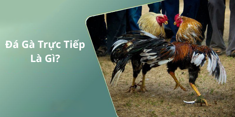 Đá Gà Trực Tiếp Là Gì