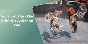 Đá gà trực tiếp - Khái niệm và quy định cơ bản