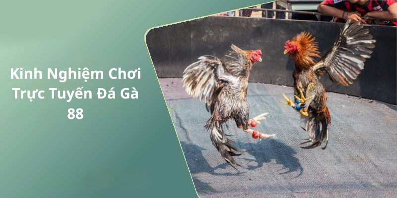 Kinh Nghiệm Chơi Trực Tuyến Đá Gà 88