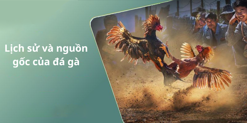 Lịch sử và nguồn gốc của đá gà