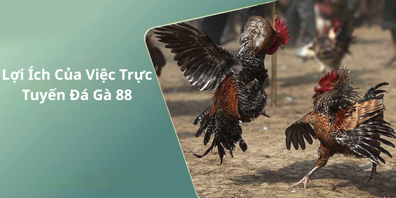 Lợi Ích Của Việc Trực Tuyến Đá Gà 88