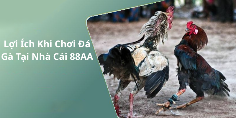 Lợi Ích Khi Chơi Đá Gà Tại Nhà Cái 88AA