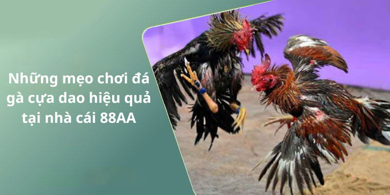Những mẹo chơi đá gà cựa dao hiệu quả tại nhà cái 88AA