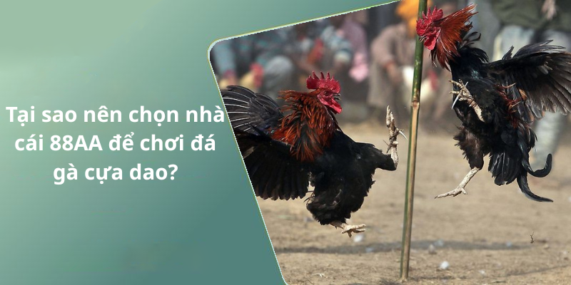 Tại sao nên chọn nhà cái 88AA để chơi đá gà cựa dao